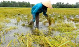 Mưa lớn cuốn phăng hàng tấn cá tầm, cá hồi Sapa trong đợt nghỉ lễ