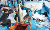 Ủy ban châu Âu chỉ rõ điều quyết định gỡ 'thẻ vàng' thuỷ sản Việt Nam