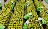 Xuất khẩu gạo, rau quả tăng mạnh