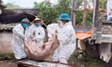 Nguy cơ dịch tả lợn châu Phi bùng phát mạnh tại 26 địa phương