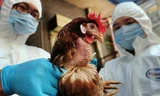 Nguy cơ cúm gia cầm độc lực cao H5N8 lây lan trên diện rộng
