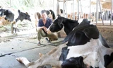 Thông tin mới vụ hơn 200 con bò sữa chết bất thường ở Lâm Đồng
