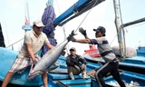 Thông tin quan trọng việc Việt Nam gỡ 'thẻ vàng' thủy sản