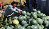 Sắp ký nghị định thư xuất khẩu chính ngạch nhiều loại trái cây sang Trung Quốc