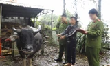 Đề nghị Bộ Quốc phòng, Bộ Công an vào cuộc chặn nhập lậu trâu bò qua biên giới 