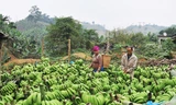 Hàng trăm tấn chuối tại Mường Khương (Lào Cai) đã phải đổ bỏ vì không thể xuất sang Trung Quốc