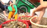 Công bố nguyên nhân tôm hùm, cá biển chết la liệt 