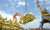 Giá gạo Việt tăng mạnh, dự báo lập kỷ lục xuất khẩu 4 tỷ USD