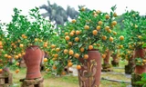 Quất lọ bonsai trồng trong bình gốm gây sốt