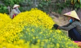 Cánh đồng hoa cúc chi gần Hà Nội nở vàng rực cận Tết
