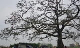 Cây hoa gạo trong “Cô gái nhà người ta” xác xơ sau khi khách du lịch đổ xô tới tham quan