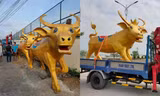 Biểu cảm siêu hài hước của “Trâu vàng” Tân Sửu ở tỉnh Vĩnh Long: Tôi là ai và đây là đâu?