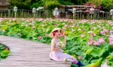 Mùa sen nở rộ, giới trẻ nô nức về Ninh Bình chụp ảnh