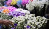 Cúc hoạ mi dập dìu xuống phố sớm, giá cao vẫn 'cháy hàng'