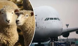 Máy bay hạ cánh khẩn cấp do...cừu 'xì hơi'