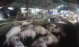 37 hộ thuê lại để mở chuồng chăn nuôi heo với gần 6.500 con heo thịt. Ảnh: Việt Văn 
