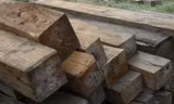 Bắt giữ 3 'lâm tặc', thu hơn 50 m3 gỗ lậu
