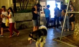 Việc thả chó, dắt chó đi dạo trong các tuyến phố đi bộ gây nhiều lo ngại cho du khách.