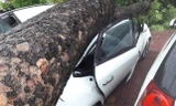 Phần thân cây đổ đè bẹp chiếc xe ô tô loại 4 chỗ đỗ ven đường.