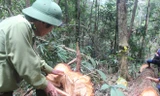 Hiện trường phá rừng pơ mu ở biên giới Quảng Nam. Ảnh H. Văn
