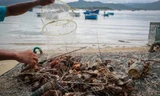 Tôm hùm chết hàng loạt sau lũ ở Phú Yên. Ảnh: VnExpress