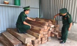 Cán bộ Đội Trinh sát đặc nhiệm BĐBP Quảng Trị kiểm đếm số gỗ Hương lậu.