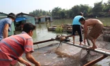 Cá chết tại một bè nuôi cá