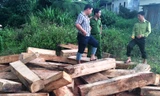 Phá rừng pơ mu tại Quảng Nam: Phát hiện, thu giữ thêm nhiều khối gỗ