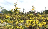 Thủ phủ mai Bình Định vàng rực mai vàng trước Tế. Ảnh: Văn Tâm 