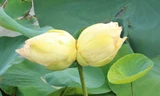Xuất hiện cặp sen tịnh đế Bỉ Ngạn Vàng siêu hiếm