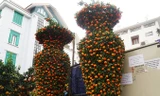Cặp quất lục bình 'khủng' giá hàng chục triệu ở Hà Nội
