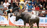 Trâu chọi húc chết chủ tại vòng loại chọi trâu Đồ Sơn 2017. Ảnh: Phong Pink.
