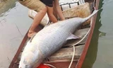 Con cá trắm đen nặng 61 kg do ngư dân đánh lưới bắt được tại hồ Thác Bà 