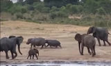 Bầy voi rừng cùng nhau tấn công 2 con hà mã.