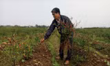 Ông Thành bên ruộng ớt bị cháy nghi bị phun thuốc diệt cỏ.