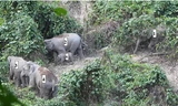 Đàn voi có cả voi con lần đầu tiên ghi nhận tại Quảng Nam