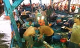 Tàu câu mực va vào rạn đá ngầm, nhiều ngư dân bị thương