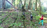 Vườn sâm Ngọc Linh của người dân miền núi Nam Trà My, Quảng Nam