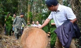 Quảng Nam yêu cầu cán bộ ký cam kết không tiếp tay cho 'lâm tặc'
