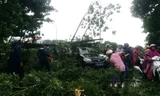 Cây đổ bất ngờ trước bão số 10 khiến ô tô hư hỏng.