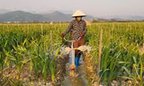 Về vựa hoa, cây cảnh lớn nhất Quảng Ninh mùa Tết 