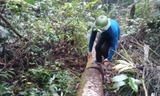 Những cây gỗ trong rừng đặc dụng Tây Yên Tử bị lâm tặc cưa đổ, rồi chặt ra nhều khúc dài hàng mét để ngổn ngang trong rừng