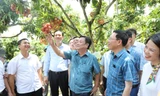 Không mua theo cân, Bộ trưởng Lê Minh Hoan đặt cả cây vải thiều xuất Nhật