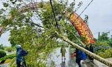 Thái Bình cây đổ la liệt, mất điện diện rộng do ảnh hưởng bão số 3