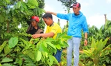 Nông dân cần hỗ trợ vốn tái canh cà phê 