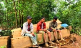 Nhóm đối tượng khai thác gỗ trái phép bị bắt tại chỗ