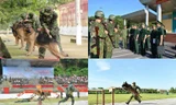 Chó nghiệp vụ Biên phòng Việt Nam sẽ thi tài tại Army Games 2020
