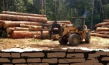 Rừng bị thảm sát, gỗ lậu về đâu?