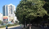 Cây hoa sữa trên đường Lê Văn Lương (Hà Nội)