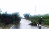 Đường Đông Trường Sơn khu vực huyện Krông Pa, Gia Lai có nhiều cây bị gió quật đổ chắn ngang